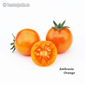 Ambrosia Orange