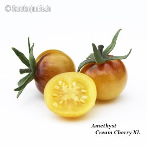 Amethyst Cream Cherry XL