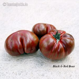 Black & Red Boar