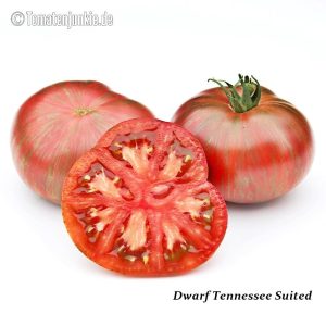 Dwarf Tennessee Suited