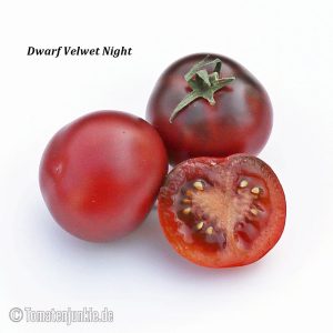 Dwarf Velvet Night